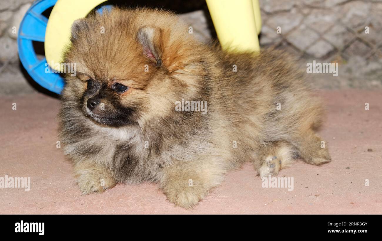 Baby mini pomeranian sale