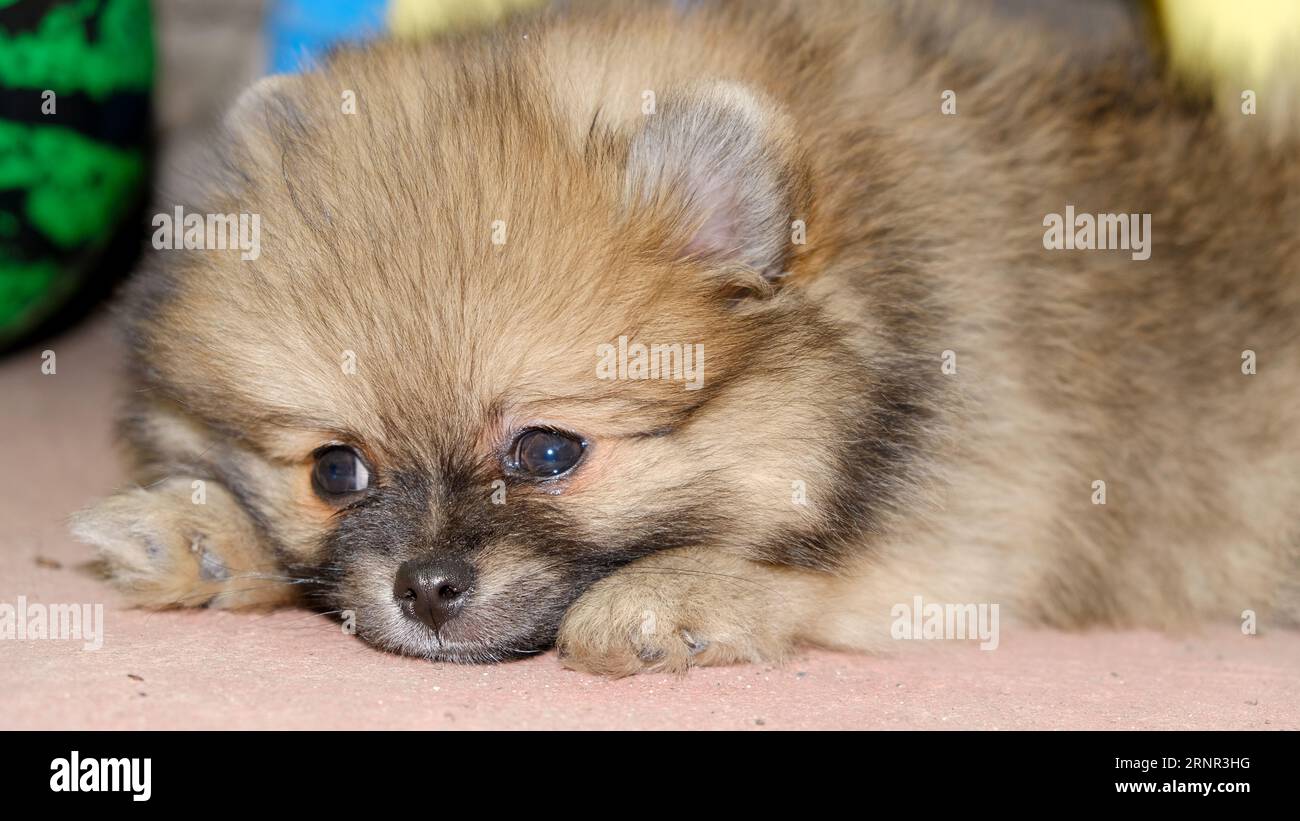 The little Buddy Pomeranian puppy Stock Photo