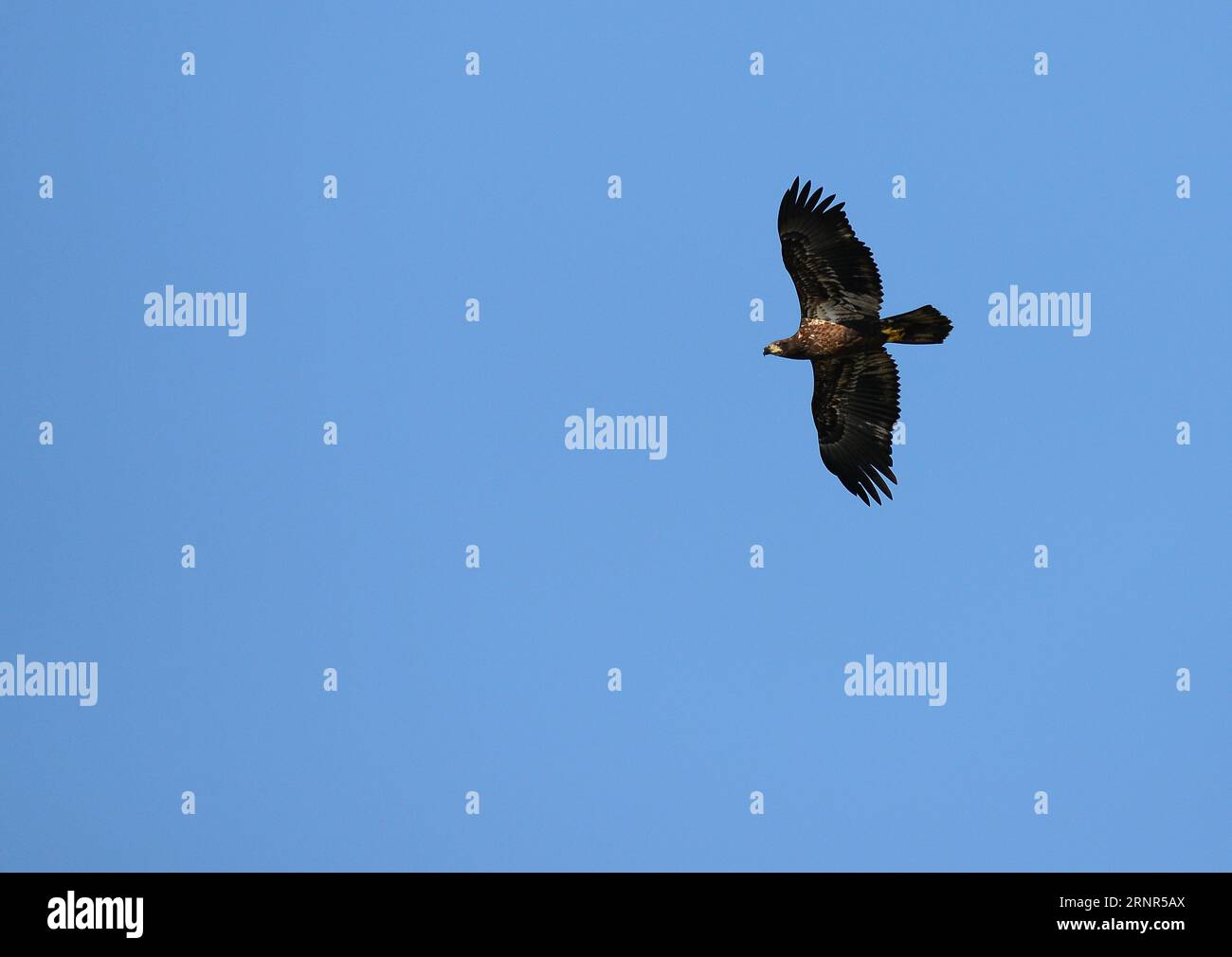 Osprey in flight on the hunt Stock Photo