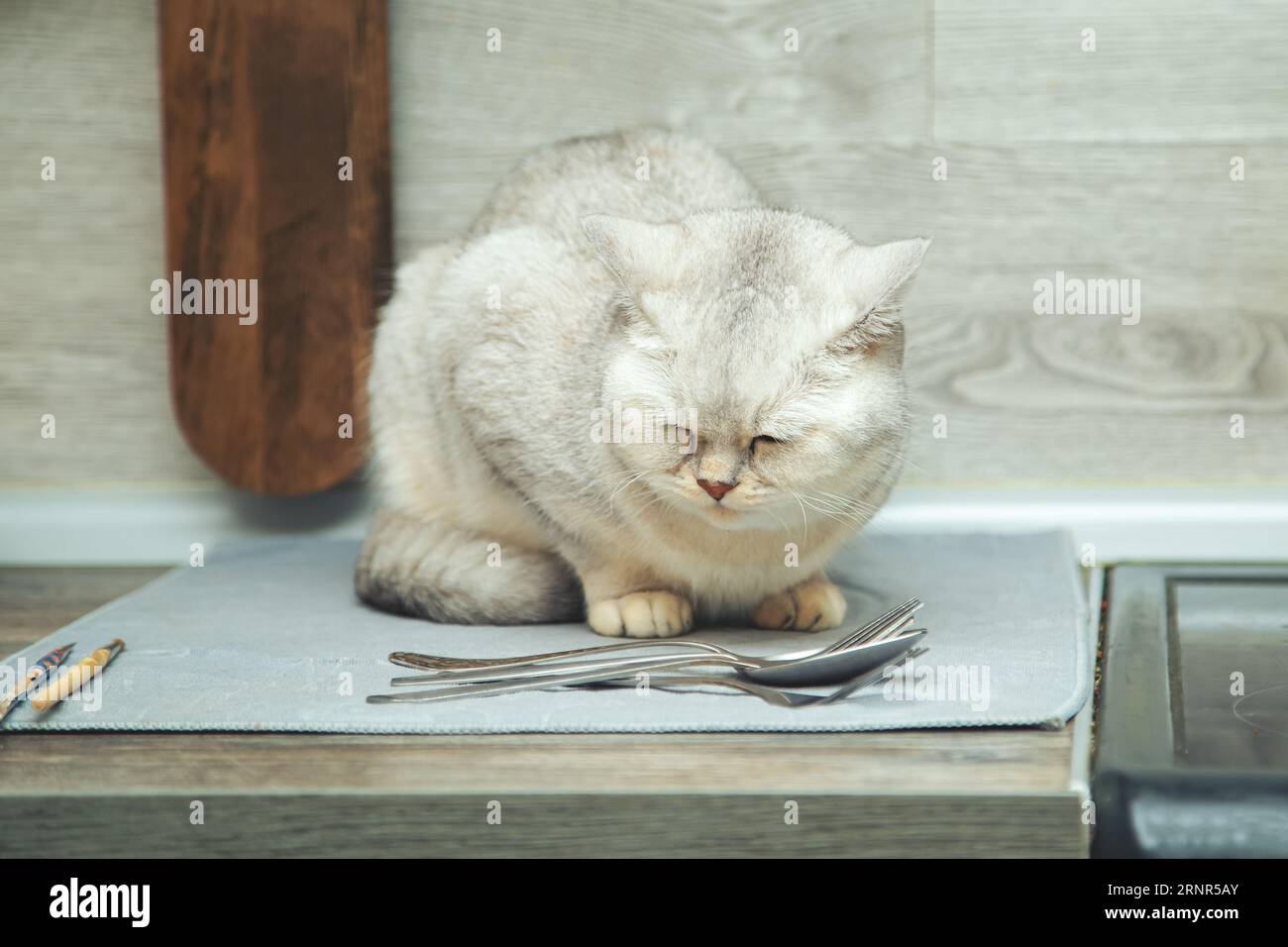 British shorthair silver cat cheekily lying on the kitchen table. Stock Photo