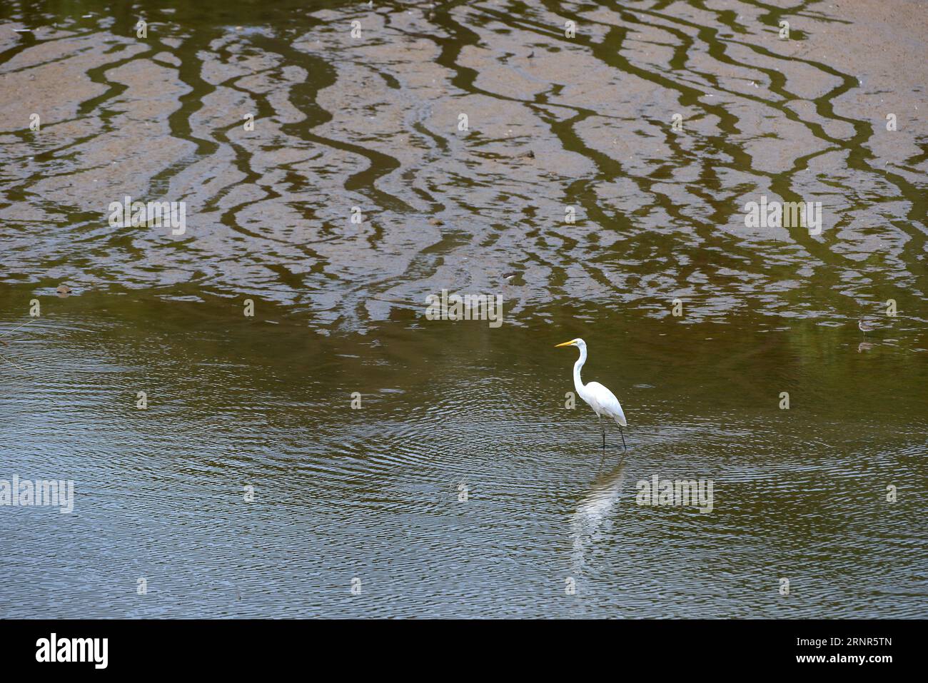 Snowy Egret hunting in mud flats Stock Photo Alamy
