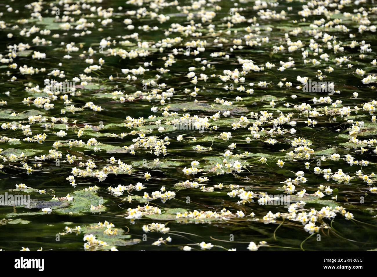 (170920) -- HECHI, Sept. 20, 2017 -- Photo taken on Sept. 20, 2017 shows the blooming ottelia acuminata on Chengjiang River in Du an Yao Autonomous County, south China s Guangxi Zhuang Autonomous Region. Ottelia acuminata is an aquatic species endemic to China. ) (wyo) CHINA-GUANGXI-OTTELIA ACUMINATA (CN) GaoxDongfeng PUBLICATIONxNOTxINxCHN Stock Photo