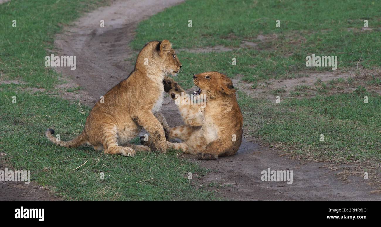 African Lion, panthera leo, Cubs playing, Masai Mara Park in Kenya ...