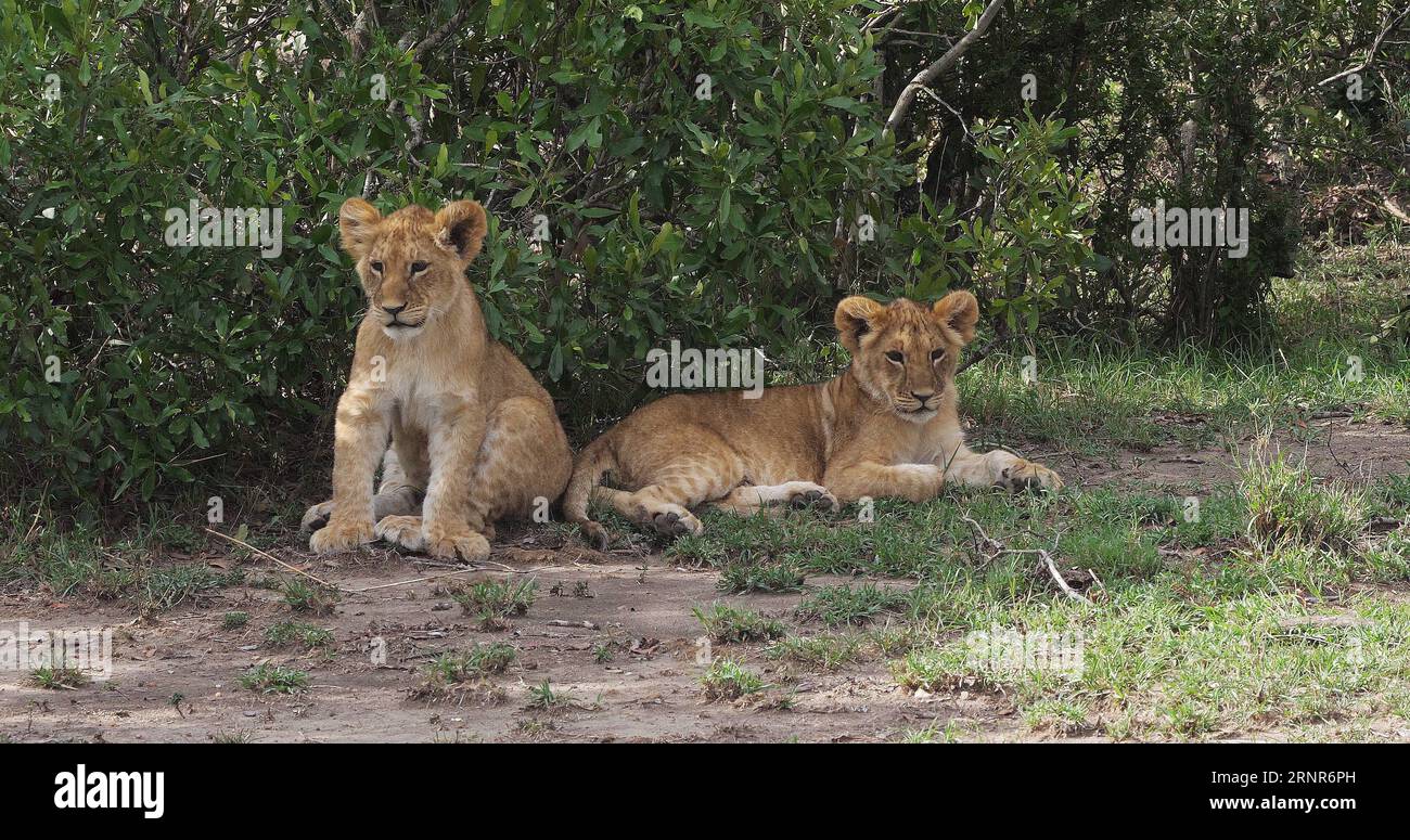 African Lion, panthera leo, Cubs playing, Masai Mara Park in Kenya ...