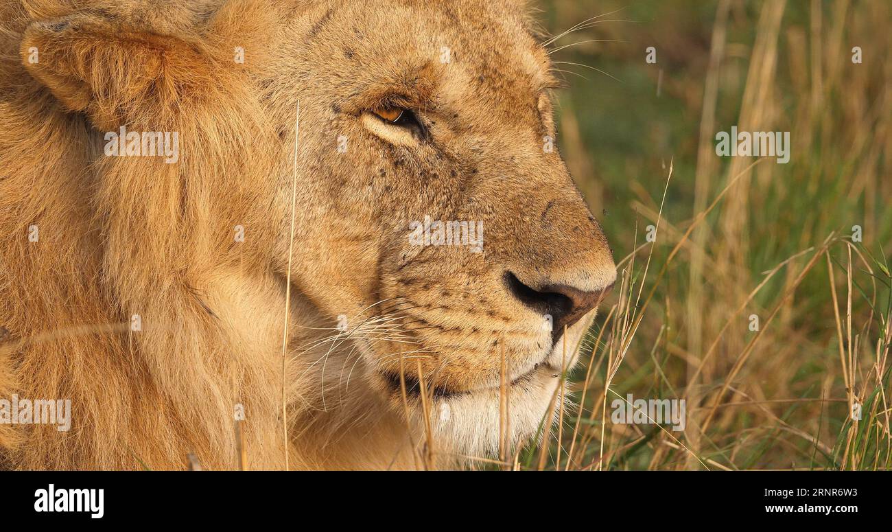 African Lion, panthera leo, Portrait of Young Male, Masai Mara Park in ...