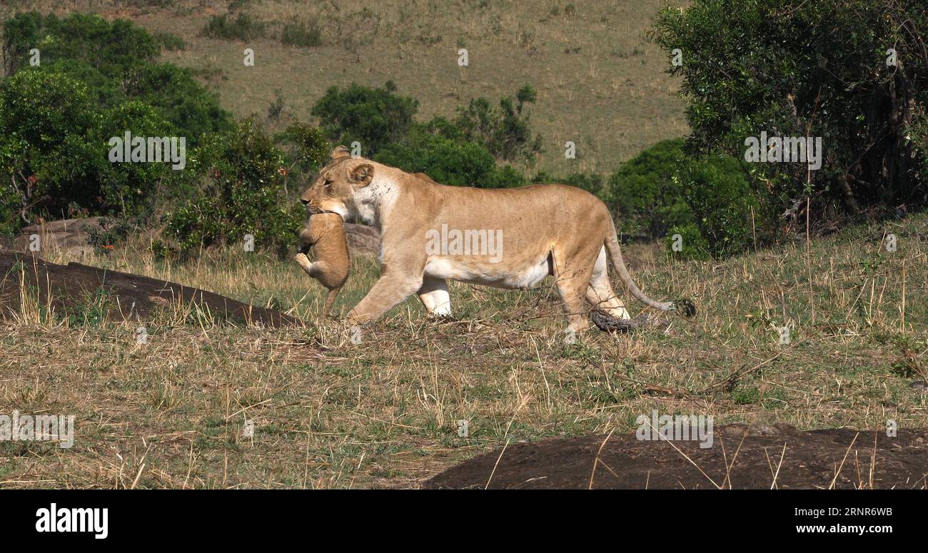 African Lion Panthera Leo Mother Carrying Cub In Its Mouth Masai Mara Park In Kenya Stock