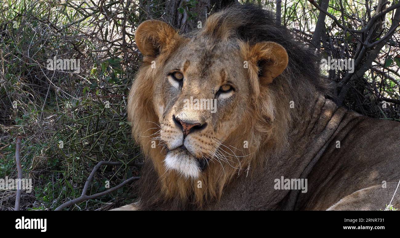 African Lion, panthera leo, Portrait of Male, Masai Mara Park in Kenya ...