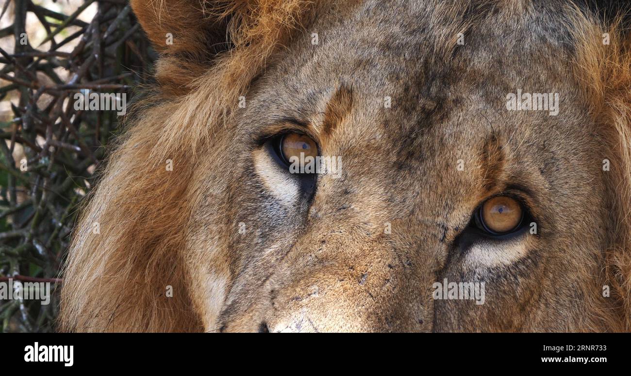 African Lion, panthera leo, Portrait of Male, Masai Mara Park in Kenya ...