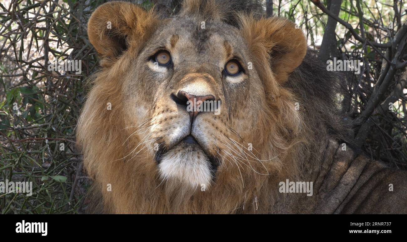 African Lion, panthera leo, Portrait of Male, Masai Mara Park in Kenya ...