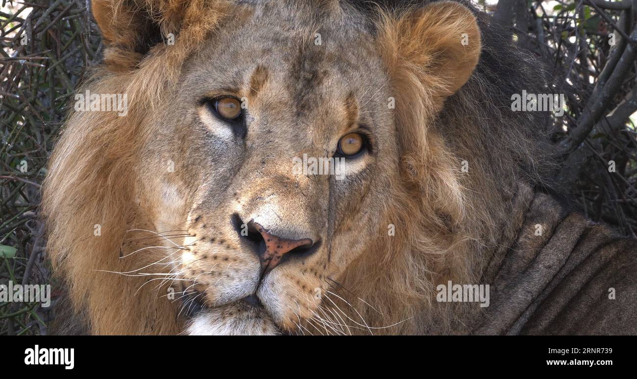 African Lion, panthera leo, Portrait of Male, Masai Mara Park in Kenya ...