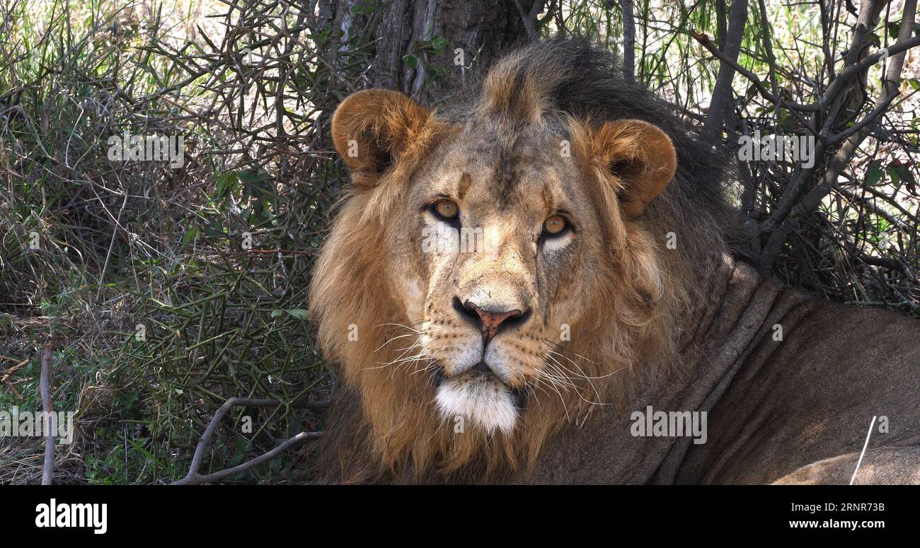 African Lion, panthera leo, Portrait of Male, Masai Mara Park in Kenya ...