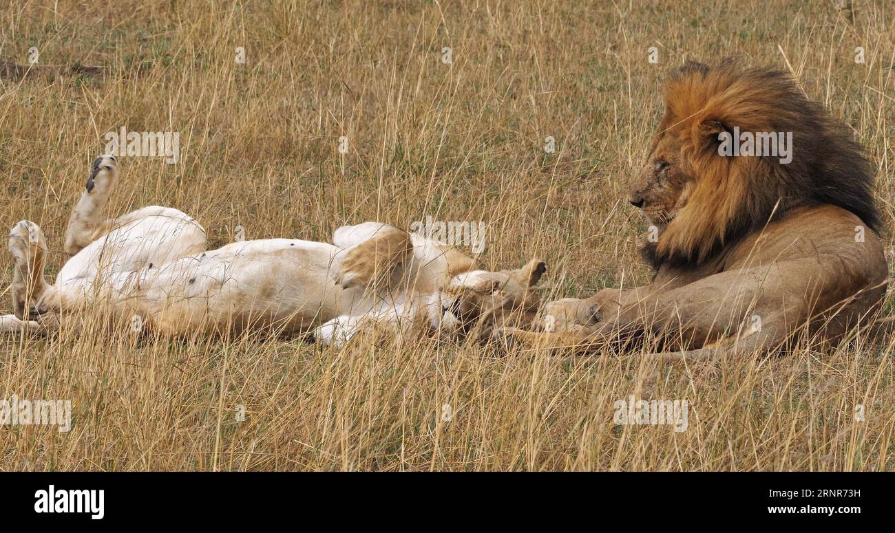 African Lion, panthera leo, after Pair Mating, Masai Mara Park in Kenya ...