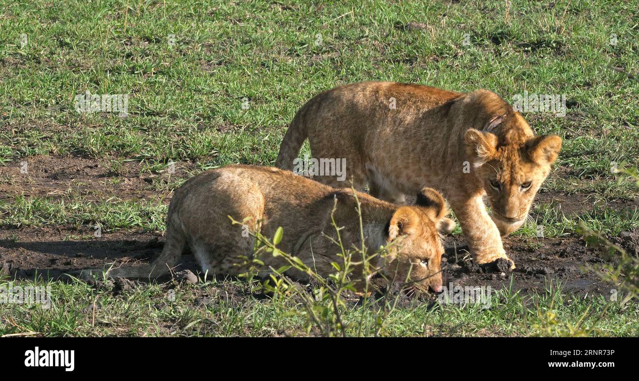 African Lion, panthera leo, cubs playing, Masai Mara Park in Kenya ...