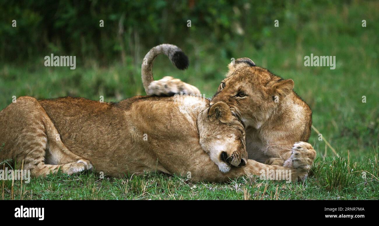 African Lion, panthera leo, cubs playing, Masai Mara Park in Kenya ...