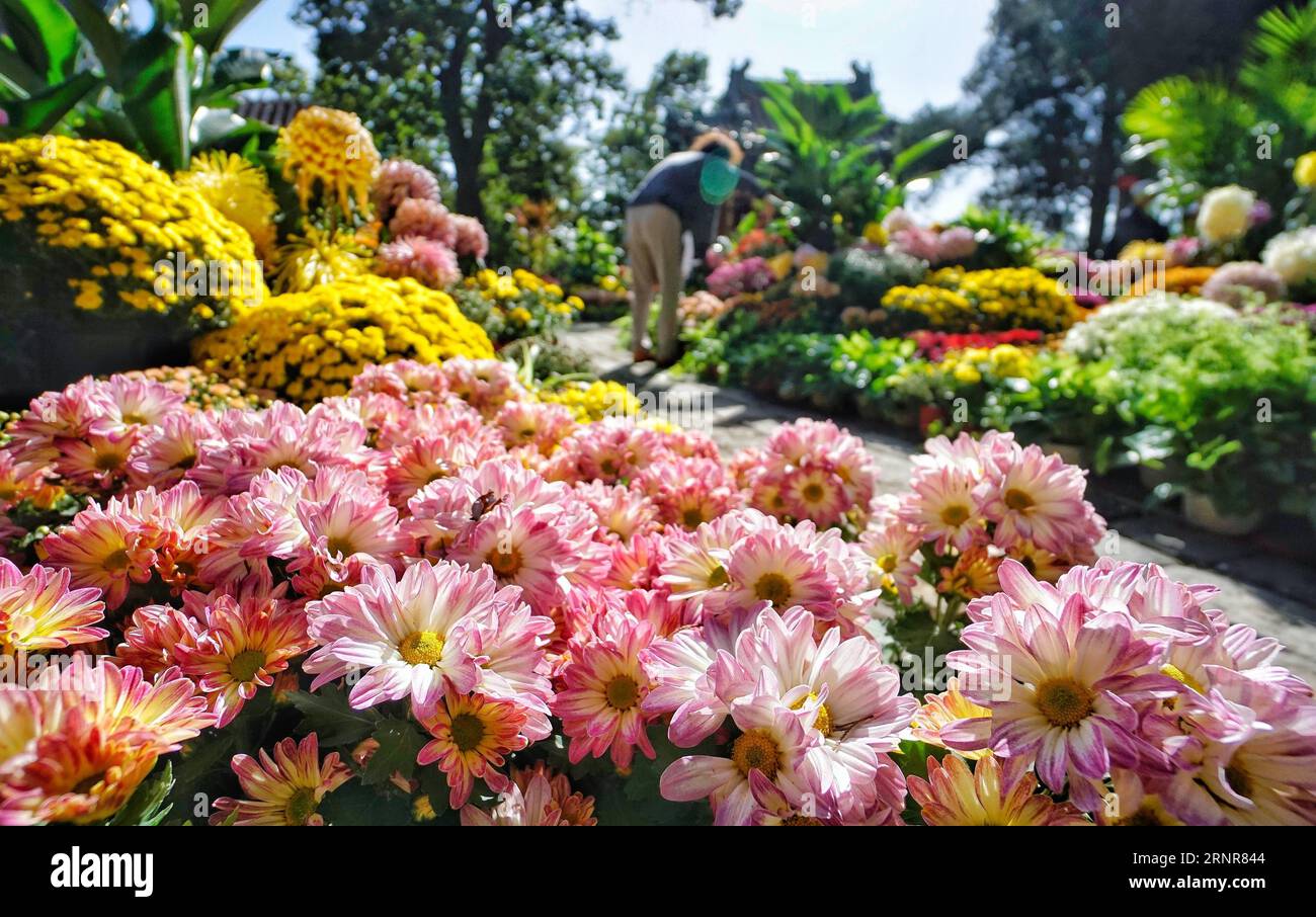 170922 -- BEIJING, Sept. 22, 2017 -- A tourist takes photos of chrysanthemum flowers at Beihai Park in Beijing, capital of China, Sept. 22, 2017. The 9th cultural festival of chrysanthemum flowers kicked off Friday in Beijing.  ry CHINA-BEIJING-CHRYSANTHEMUM FESTIVAL CN LixXin PUBLICATIONxNOTxINxCHN Stock Photo