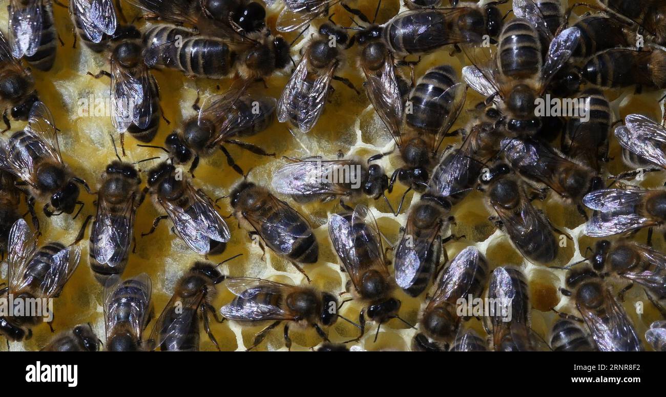 |European Honey Bee, apis mellifera, Bees working on a Frame with New ...