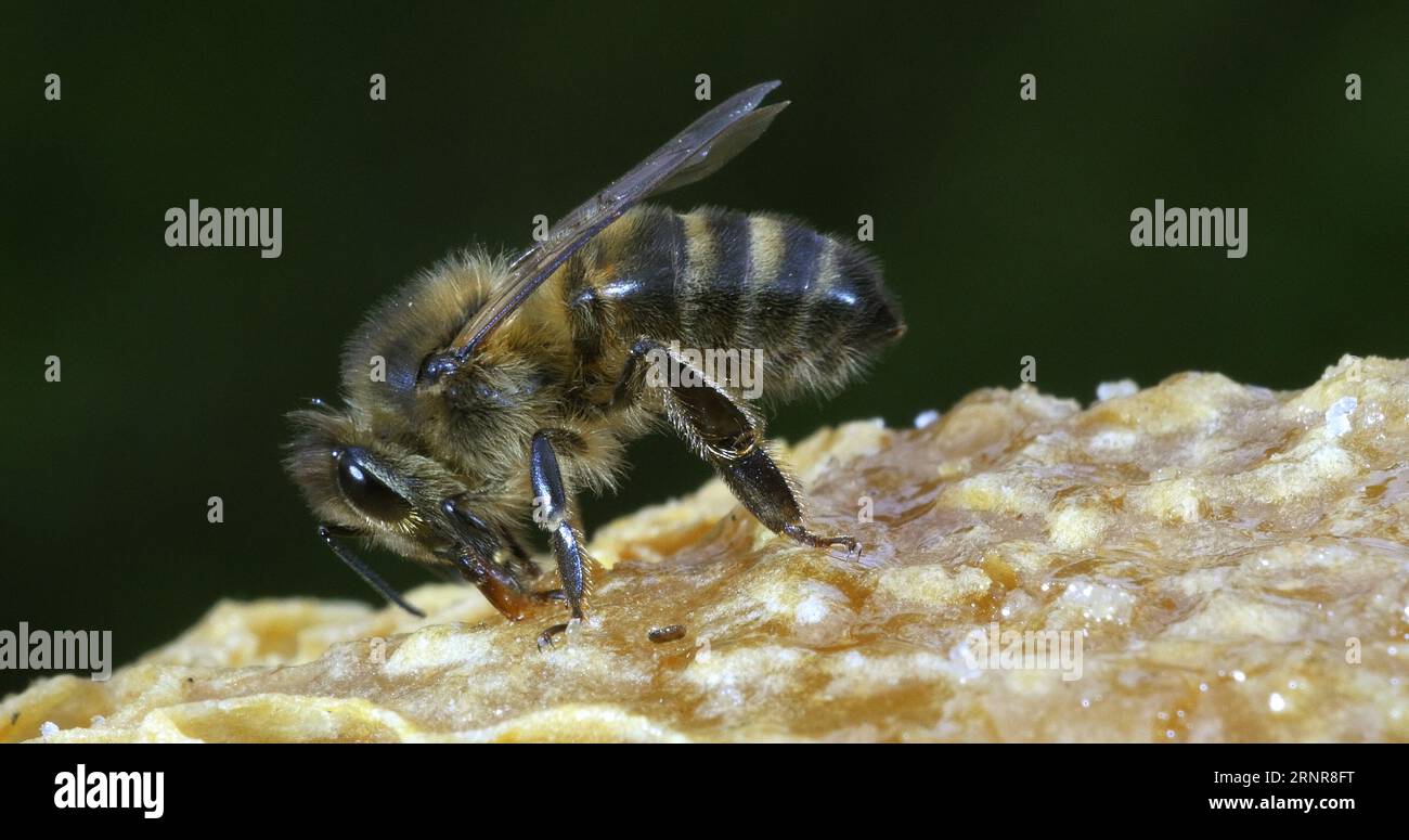 Black bee licking honey hi-res stock photography and images - Alamy
