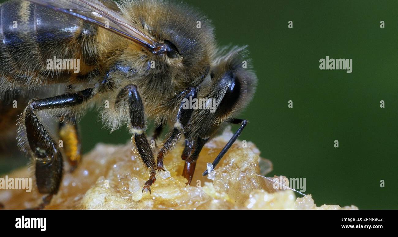 Black bee licking honey hi-res stock photography and images - Alamy