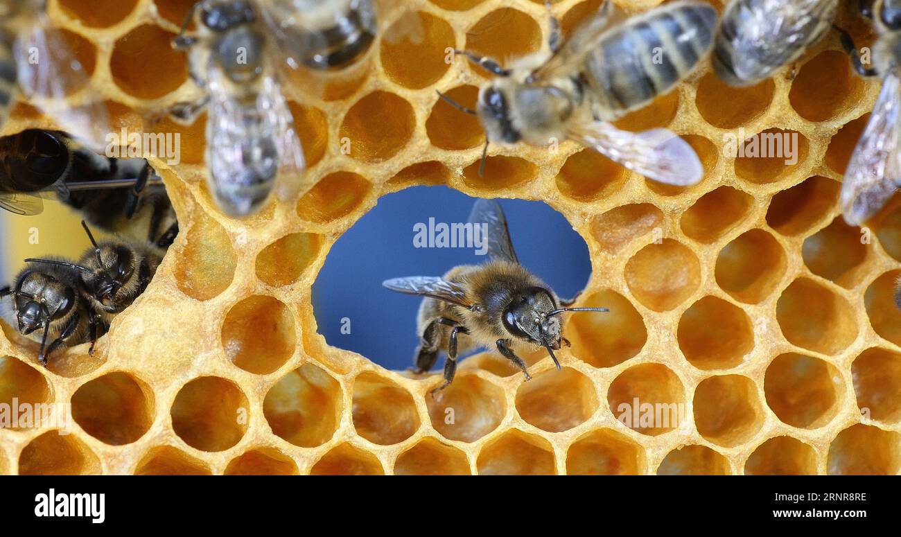 European Honey Bee, apis mellifera, Bees on a frame with a hole in ...
