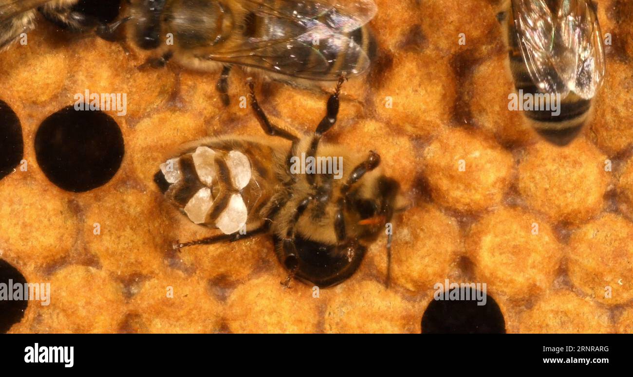 Worker european honey bee hi-res stock photography and images - Alamy