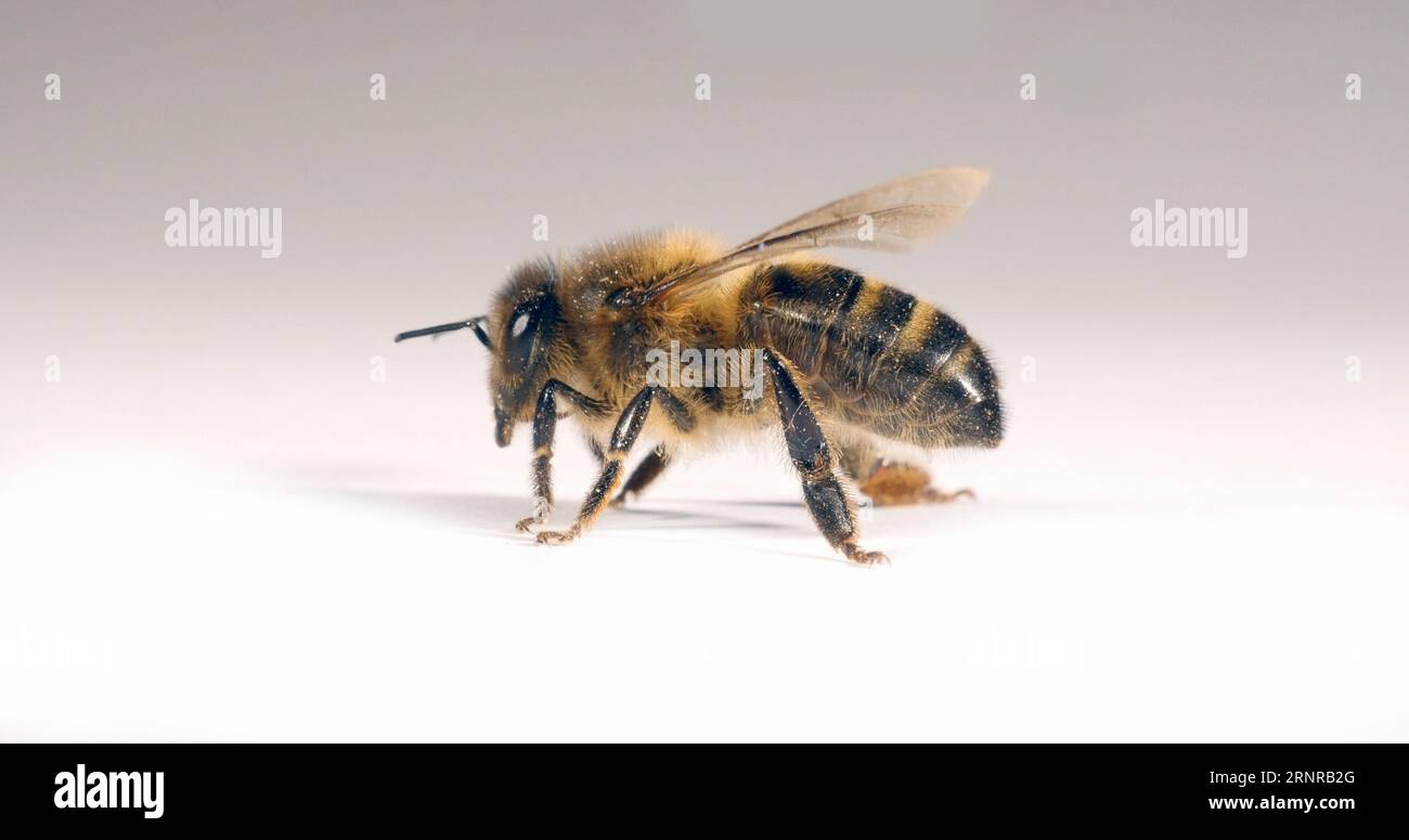 European bee honey white background hi-res stock photography and images ...