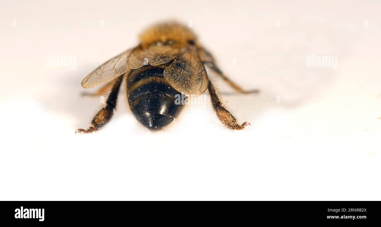 European bee honey white background hi-res stock photography and images ...