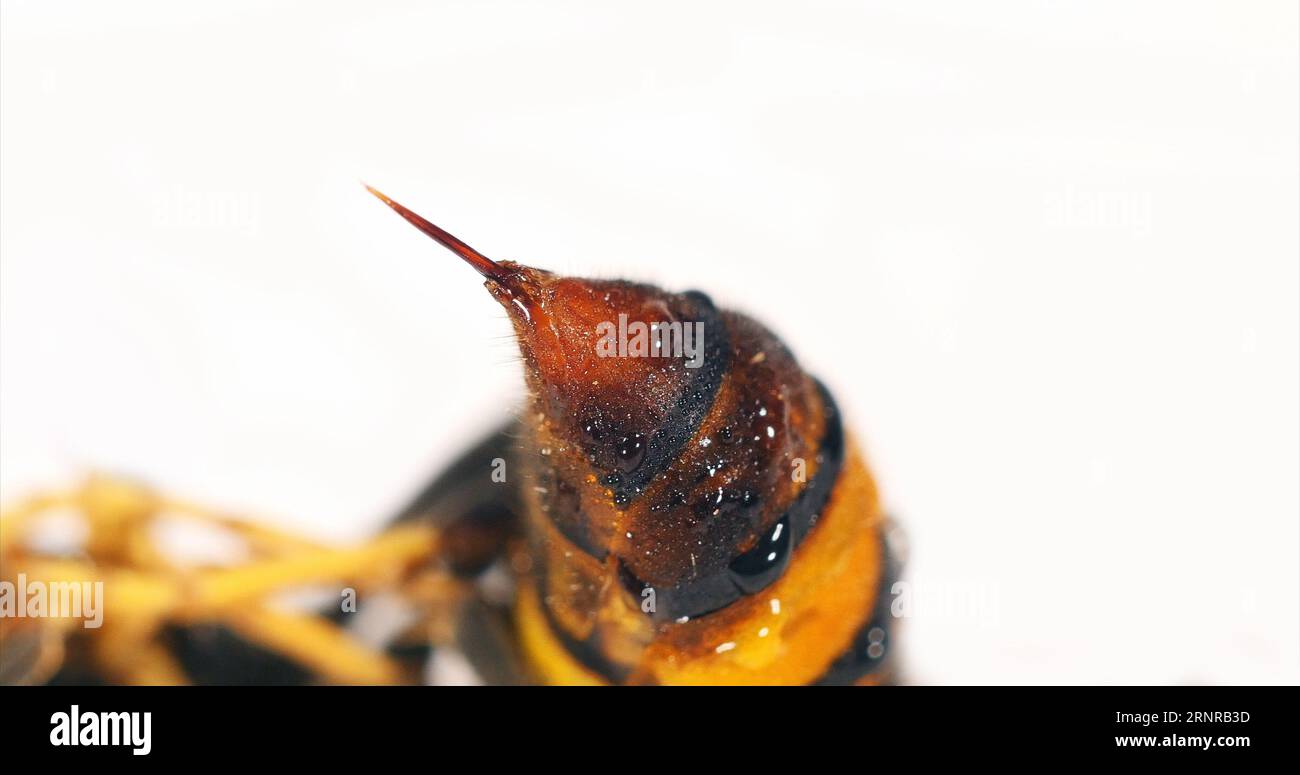 Asian predatory Hornet , vespa velutina , Insect against White Background, close-up of the sting, Normandy. Stock Photo