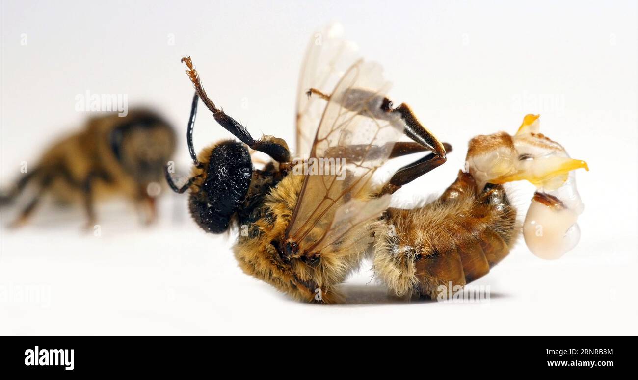 How Bees Reproduce European Honey Bee, apis mellifera, male drone, endophalus completely ...