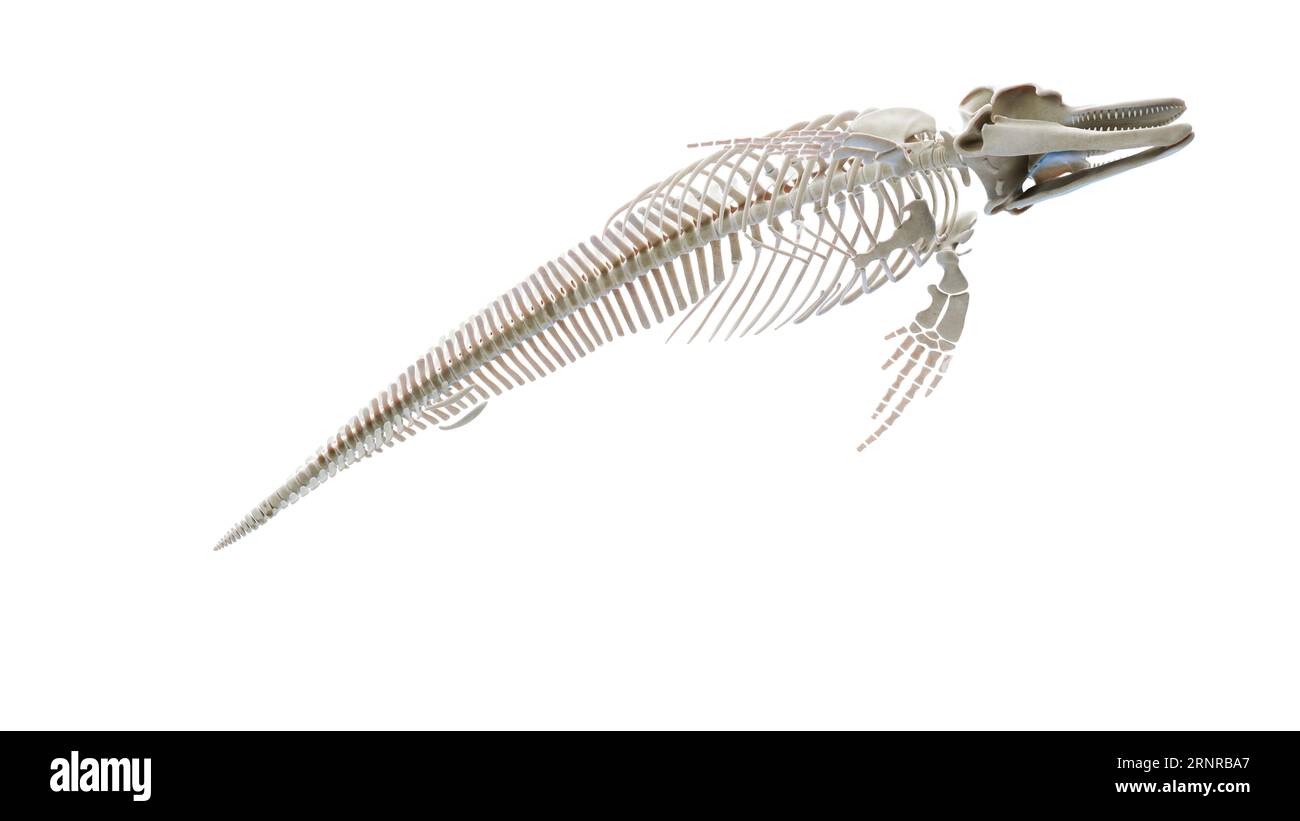 Dolphin's skeletal system, illustration Stock Photo - Alamy