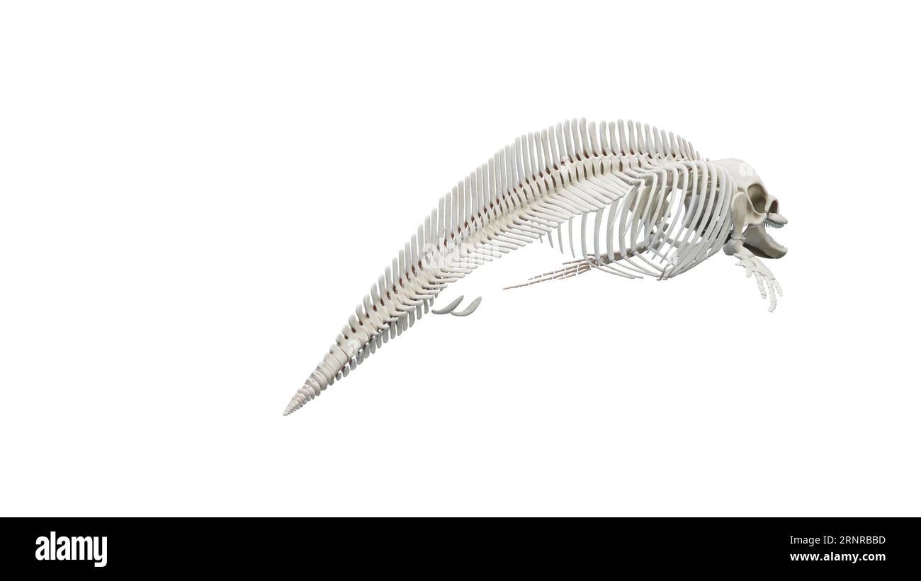 Dolphin's skeletal system, illustration Stock Photo - Alamy