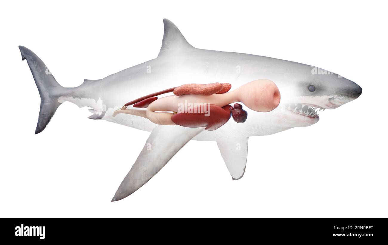 Great White Shark Internal Anatomy