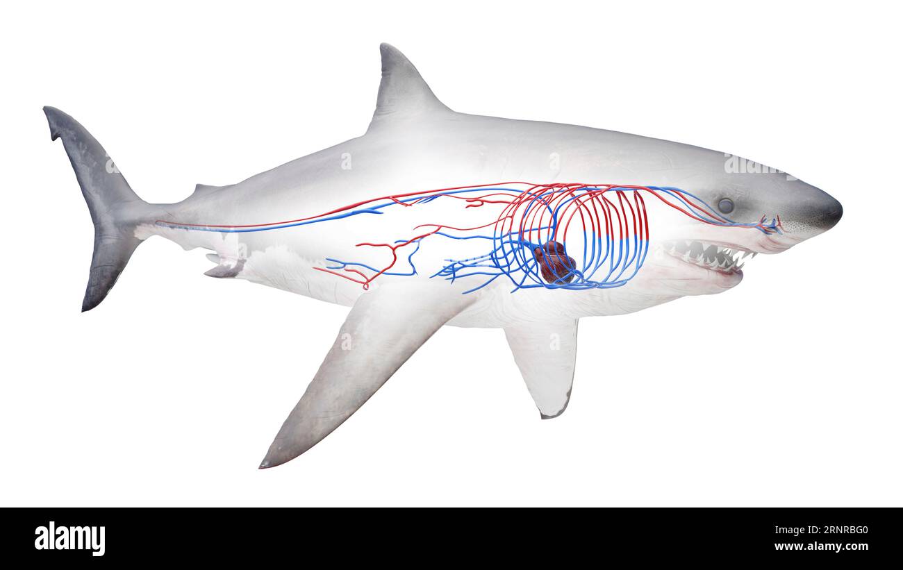 Shark's cardiovascular system, illustration Stock Photo Alamy