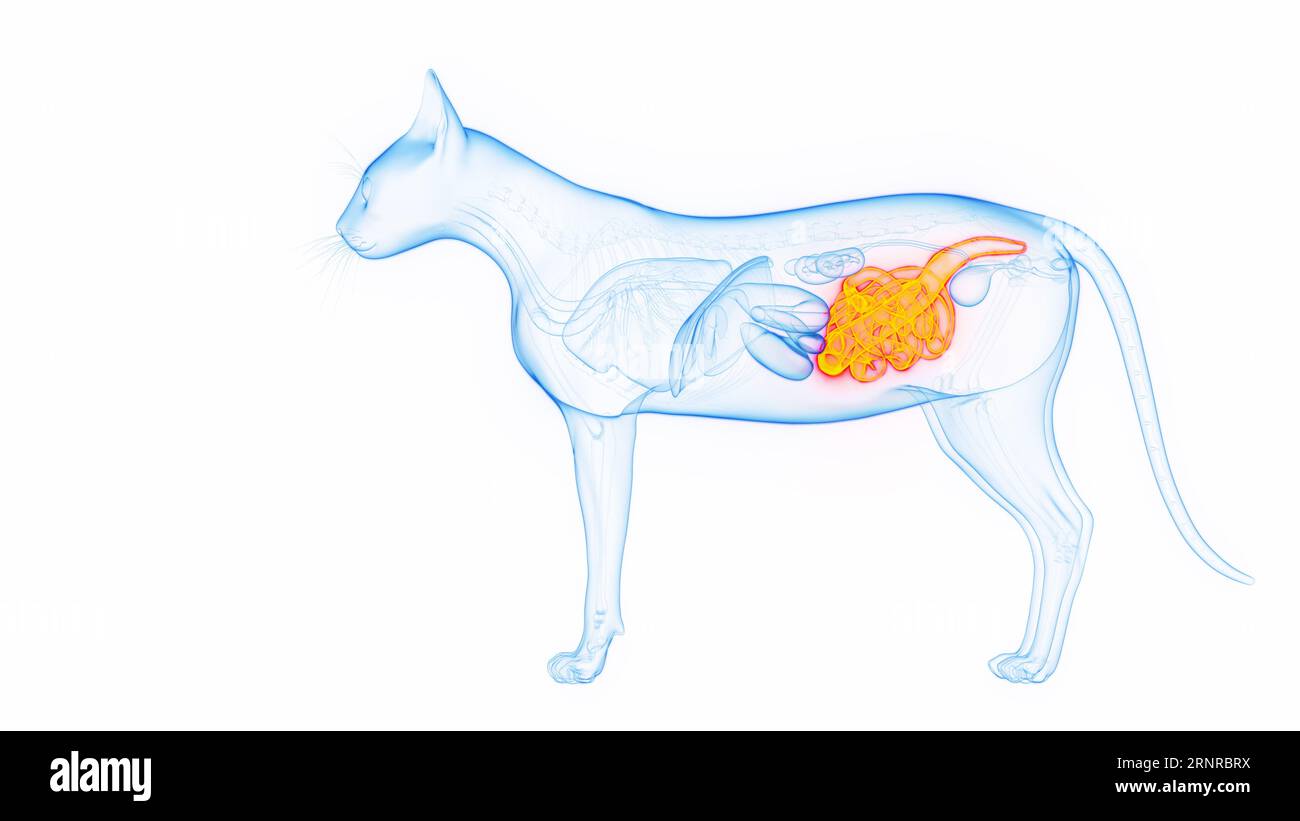 Intestines of a cat, illustration Stock Photo Alamy