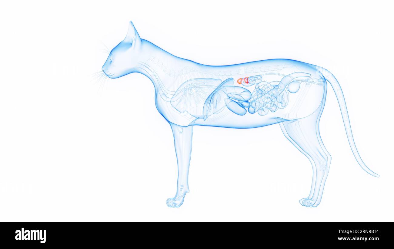 Cat's adrenal glands, illustration Stock Photo Alamy