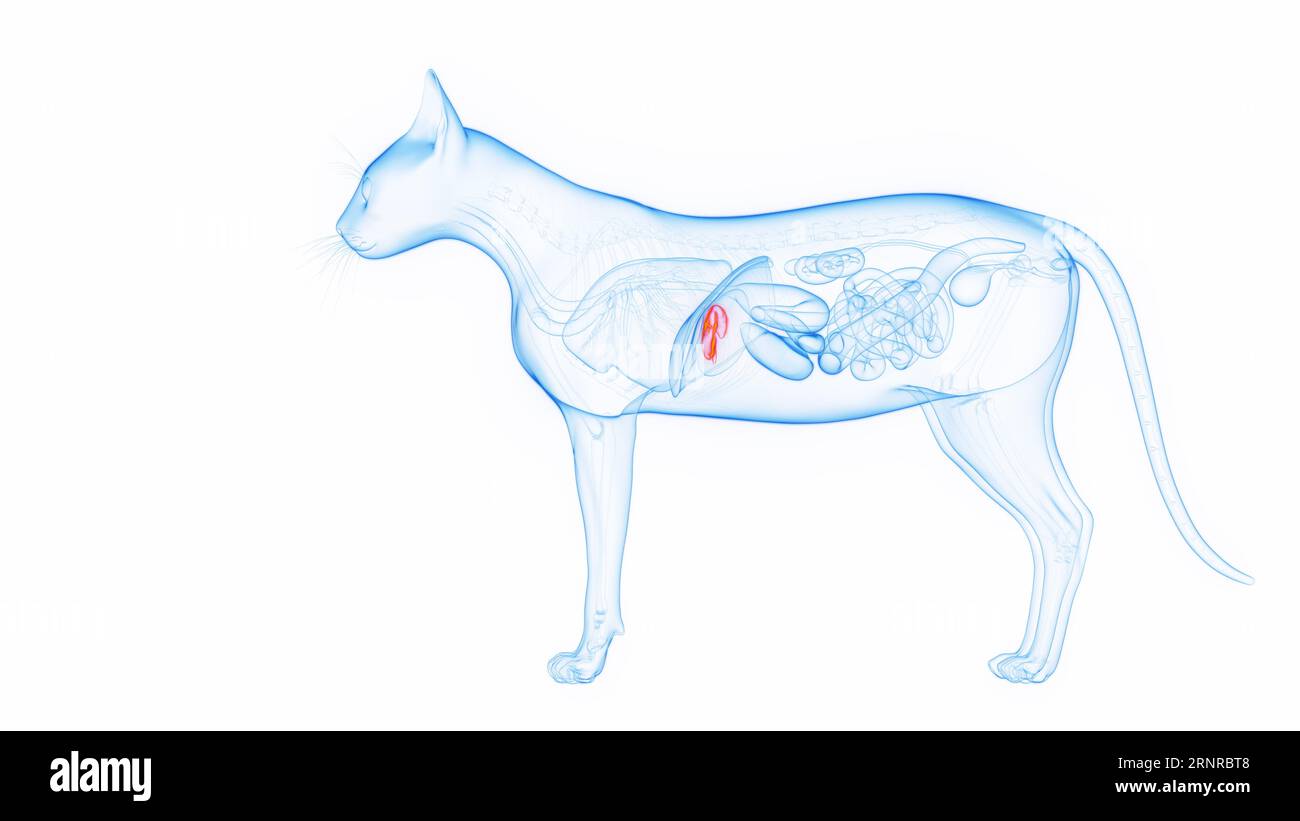 Cat's gallbladder, illustration Stock Photo Alamy