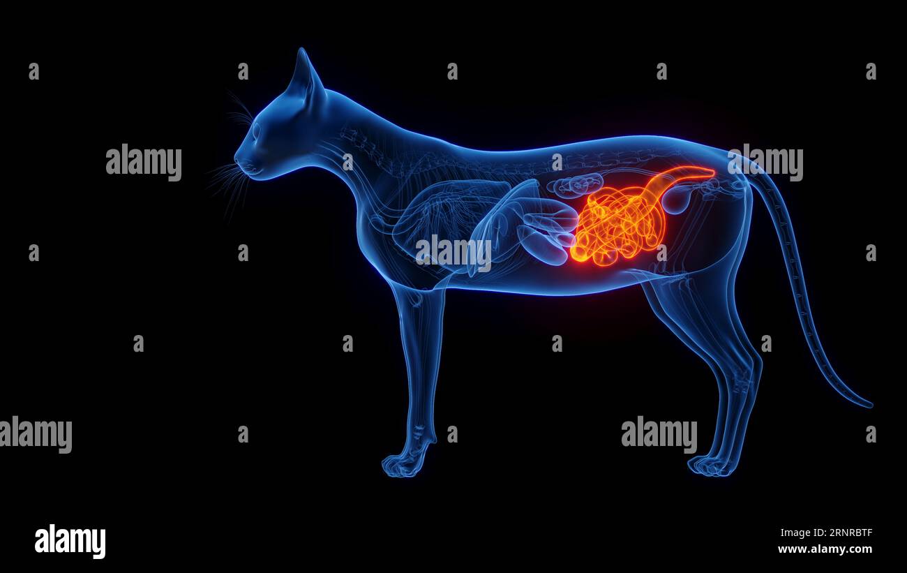 Intestines of a cat, illustration Stock Photo Alamy