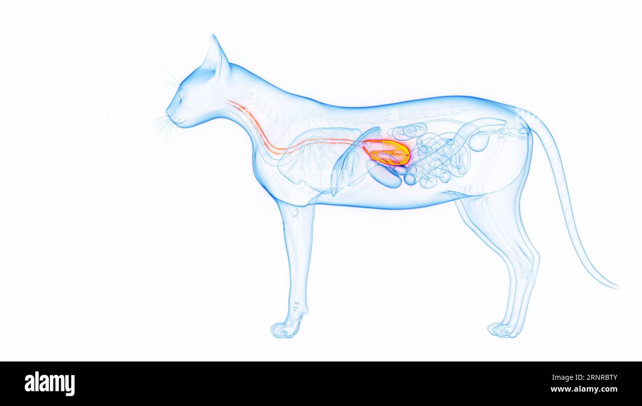 Stomach and esophagus of a cat, illustration Stock Photo Alamy