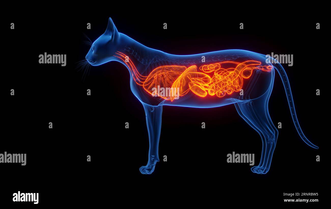 internal-organs-of-a-cat-illustration-stock-photo-alamy