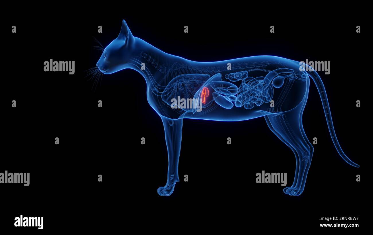 Cat's gallbladder, illustration Stock Photo Alamy