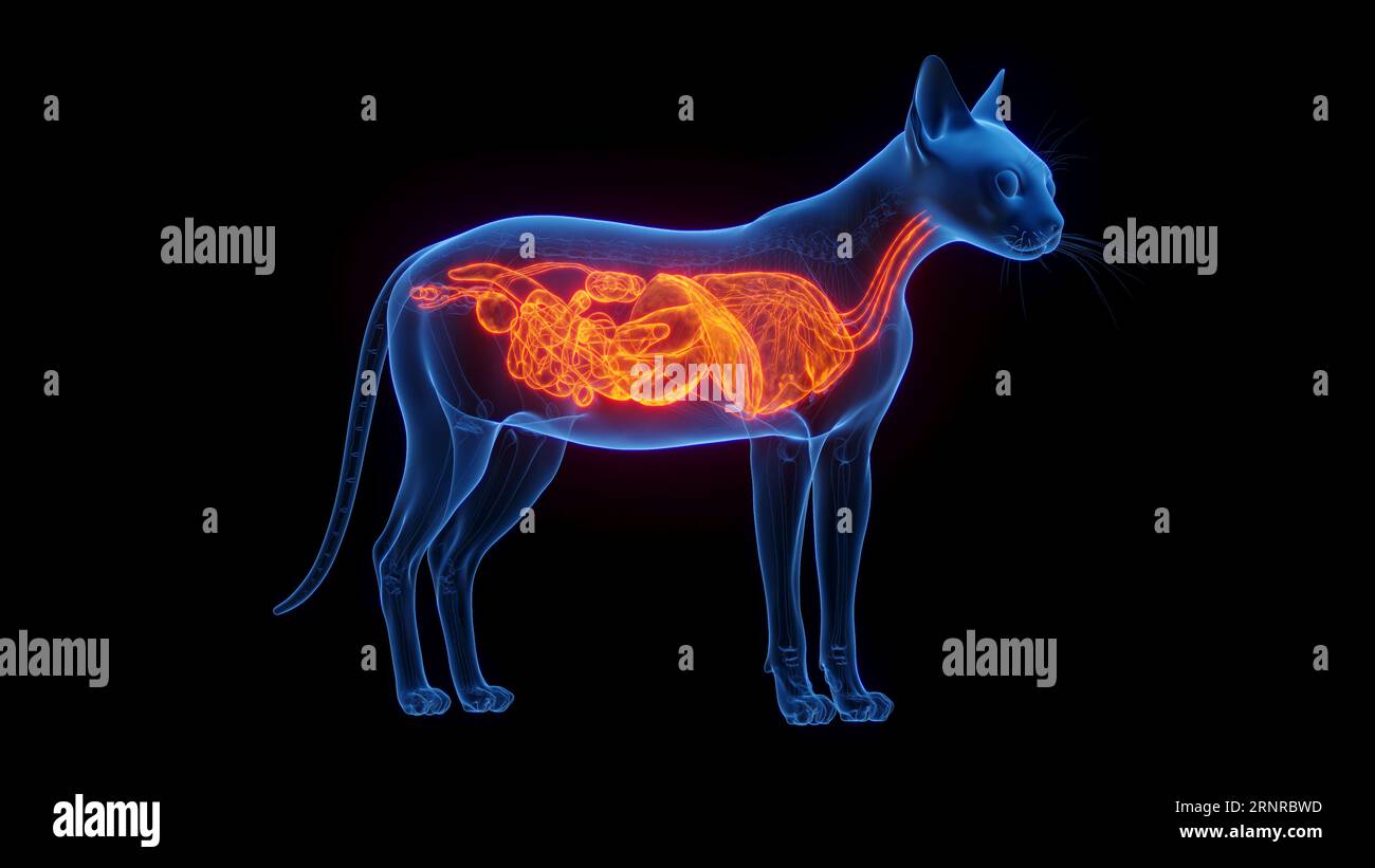 Internal organs of a cat, illustration Stock Photo Alamy