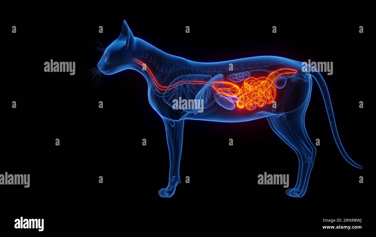 Cat's digestive system, illustration Stock Photo Alamy