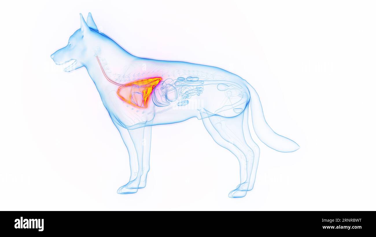 Dog's lungs, illustration Stock Photo Alamy