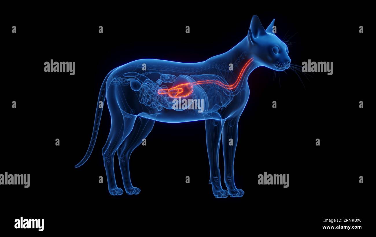 Stomach and esophagus of a cat, illustration Stock Photo Alamy