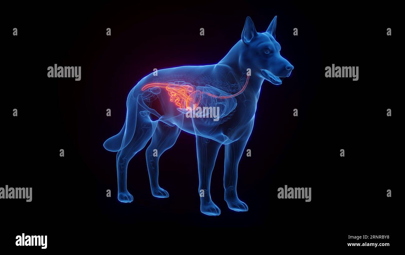 Dog digestive system hires stock photography and images Alamy