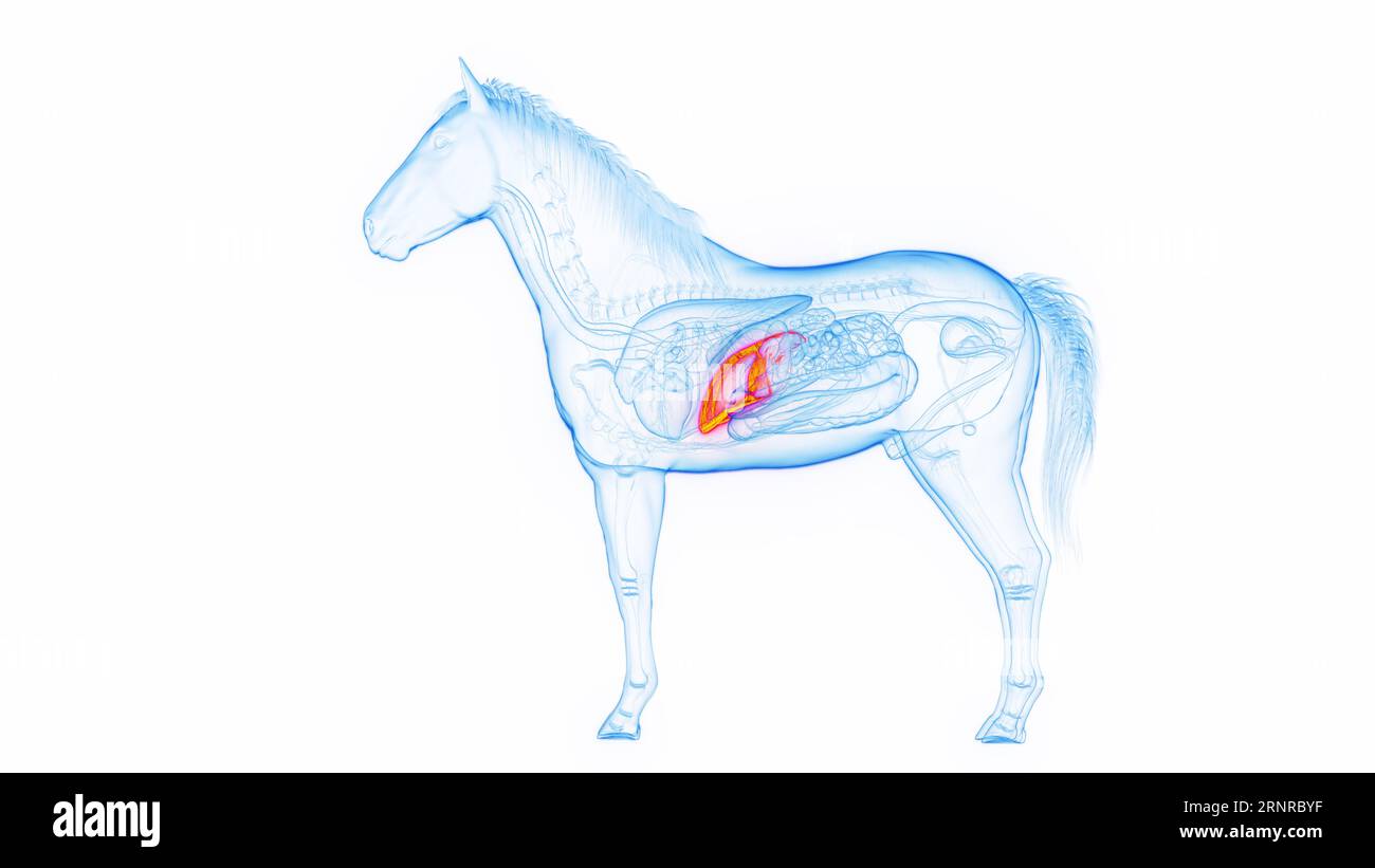 Horse's liver, illustration Stock Photo