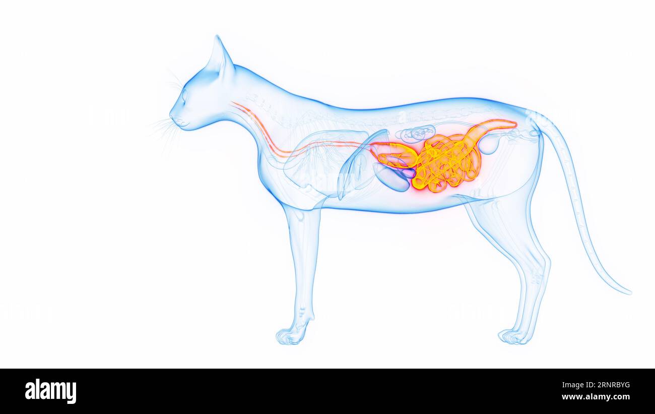 Cat's digestive system, illustration Stock Photo Alamy