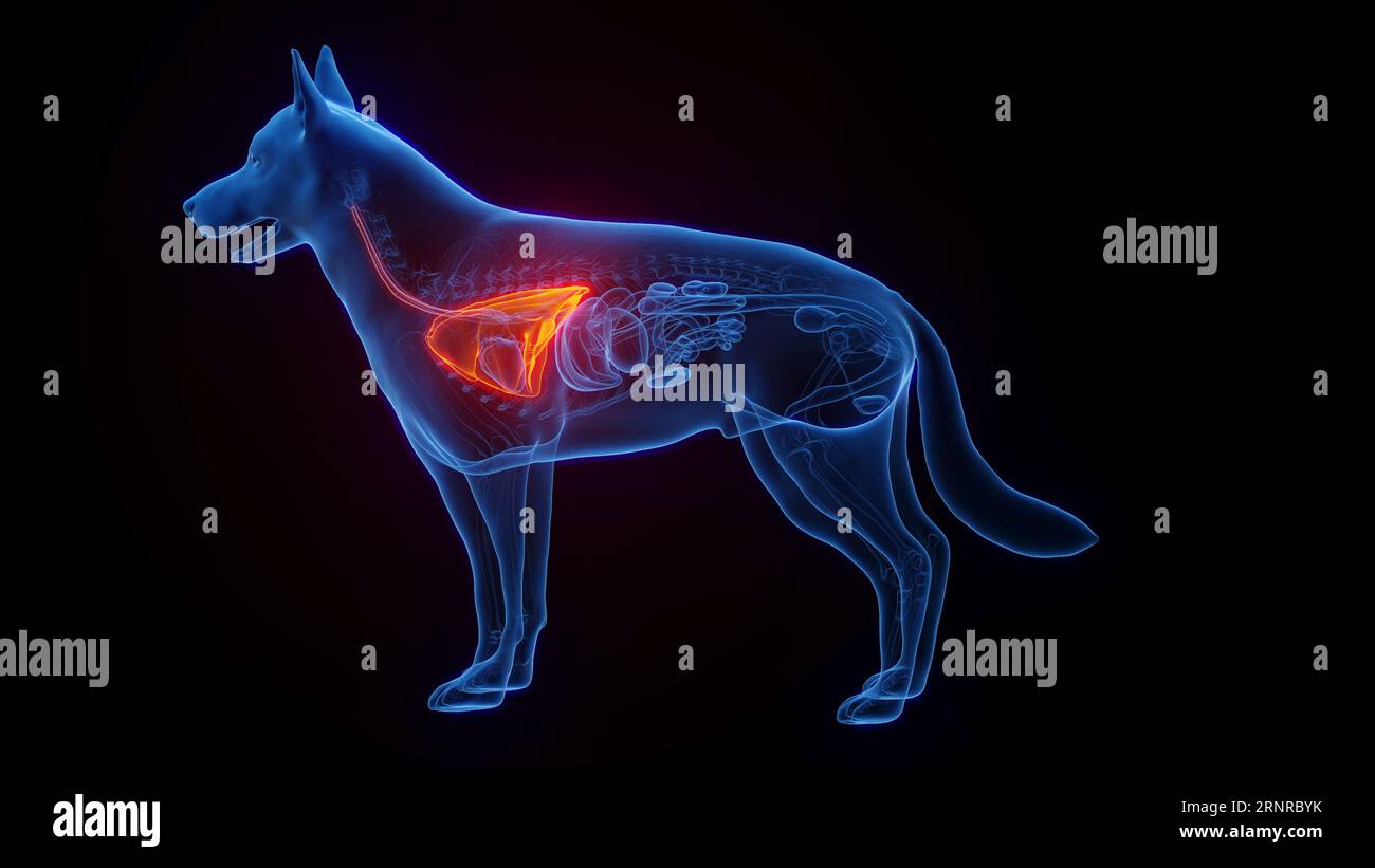 Dog's lungs, illustration Stock Photo Alamy