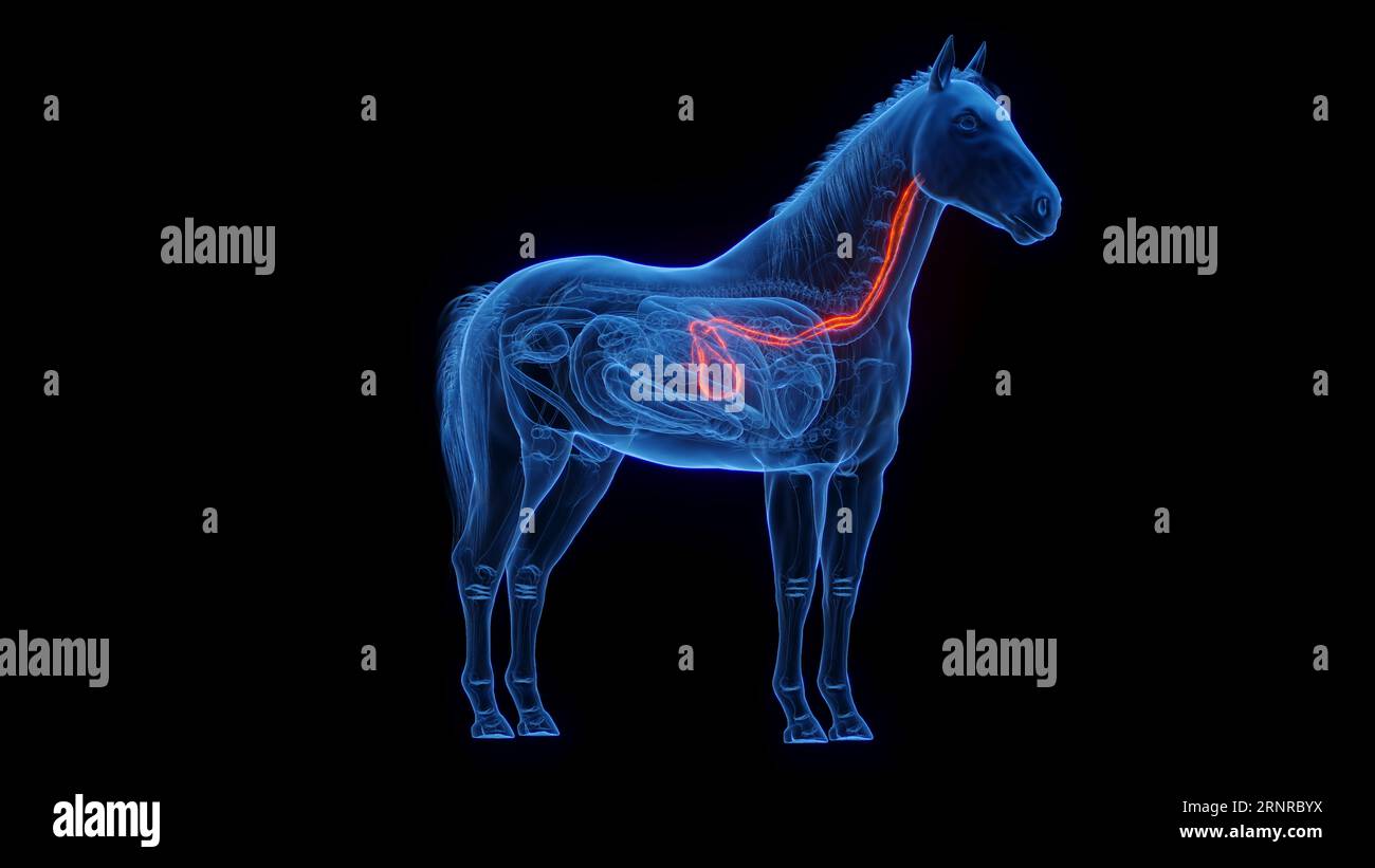 Horse's stomach and esophagus, illustration Stock Photo Alamy