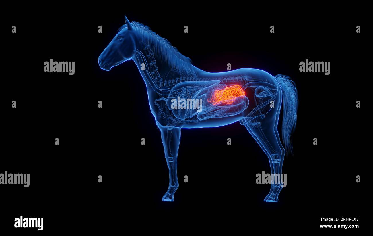 Horse's small intestine, illustration Stock Photo Alamy