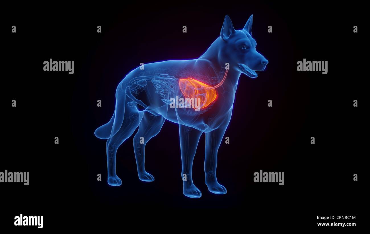 Dog's lungs, illustration Stock Photo Alamy